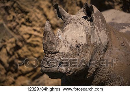 Stock Photograph - Animals. Fotosearch