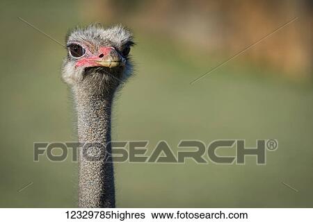 Stock Photograph - Animals. Fotosearch