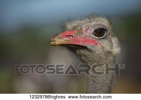 Stock Photograph - Animals. Fotosearch