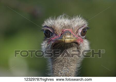 Stock Photograph - Animals. Fotosearch