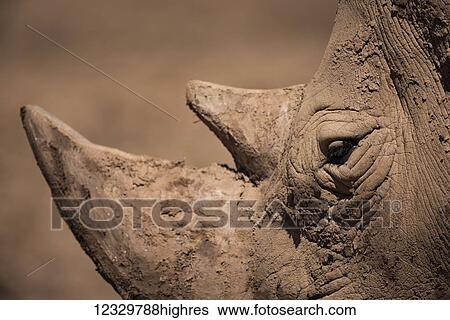 Stock Photograph - Animals. Fotosearch