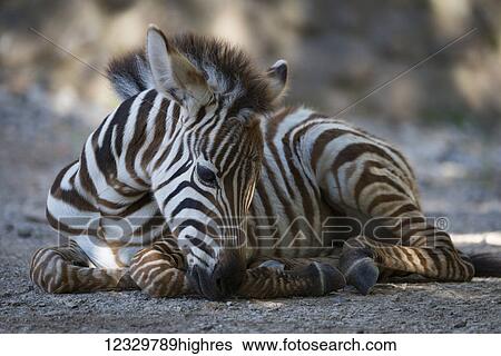Animals View Large Photo Image Stock Photograph - Animals. Fotosearch