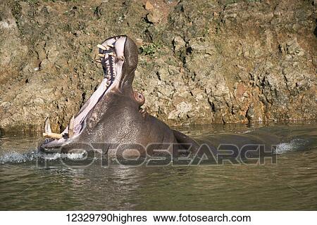 Stock Photograph - Animals. Fotosearch