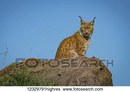 Stock Photograph - Animals. Fotosearch