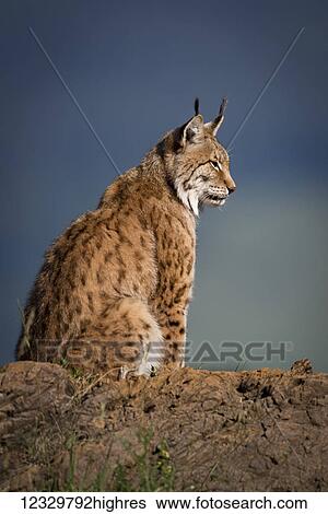 Stock Photograph - Animals. Fotosearch
