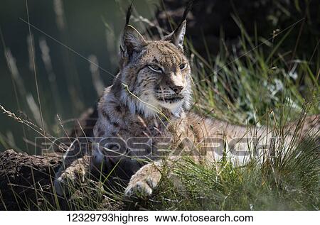 Stock Photograph - Animals. Fotosearch