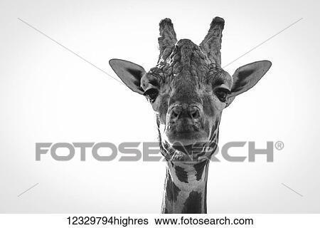 Animals View Large Photo Image Stock Photograph - Animals. Fotosearch