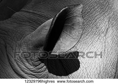 Stock Photograph - Animals. Fotosearch