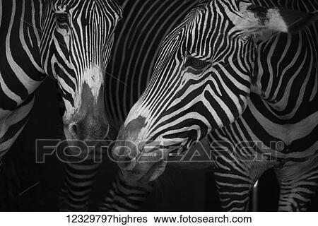 Animals View Large Photo Image Stock Photograph - Animals. Fotosearch