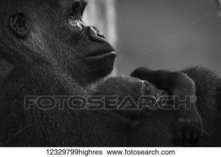 Animals View Large Photo Image Stock Photograph - Animals. Fotosearch