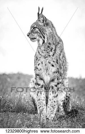 Animals View Large Photo Image Stock Photograph - Animals. Fotosearch
