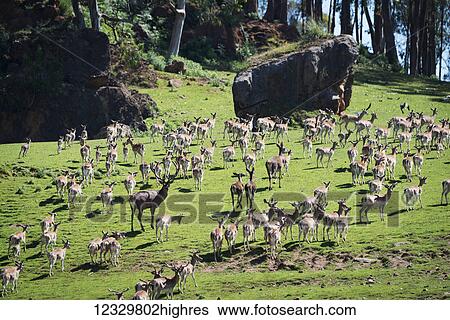 Stock Photograph - Animals. Fotosearch