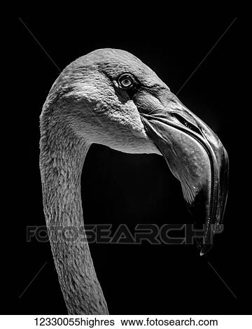 Animals View Large Photo Image Stock Photograph - Animals. Fotosearch