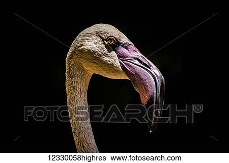 Animals View Large Photo Image Stock Photograph - Animals. Fotosearch