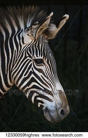 Stock Photograph - Animals. Fotosearch