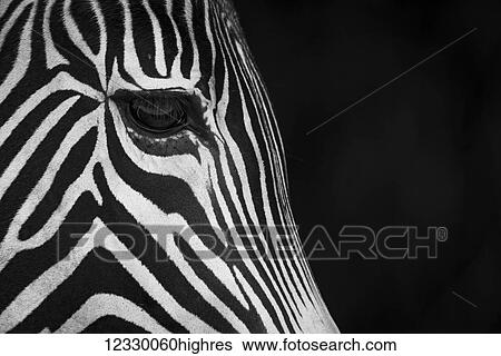 Animals View Large Photo Image Stock Photograph - Animals. Fotosearch