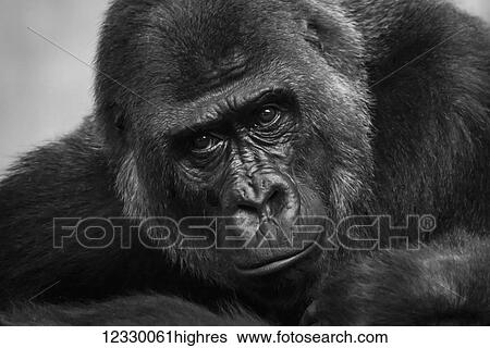 Animals View Large Photo Image Stock Photograph - Animals. Fotosearch
