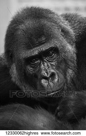 Stock Photograph - Animals. Fotosearch