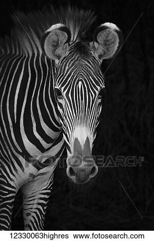 Stock Photograph - Animals. Fotosearch