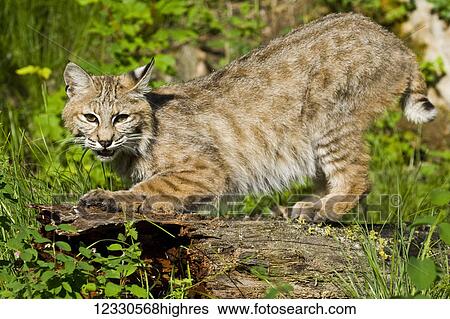 Animals View Large Photo Image Stock Photograph - Animals. Fotosearch
