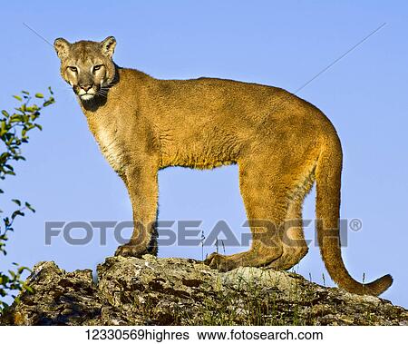 Animals View Large Photo Image Stock Photograph - Animals. Fotosearch