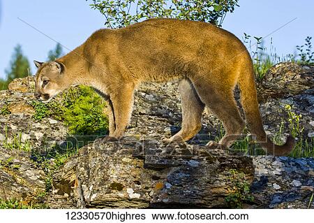 Stock Photograph - Animals. Fotosearch