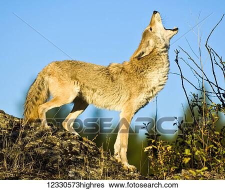 Stock Photograph - Animals. Fotosearch