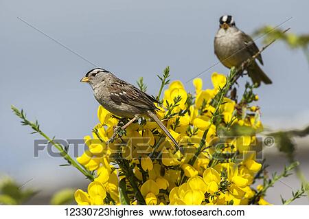 Stock Photograph - Animals. Fotosearch