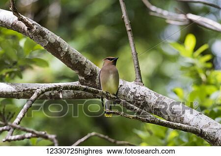 Stock Photograph - Animals. Fotosearch
