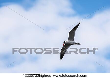 Stock Photograph - Animals. Fotosearch