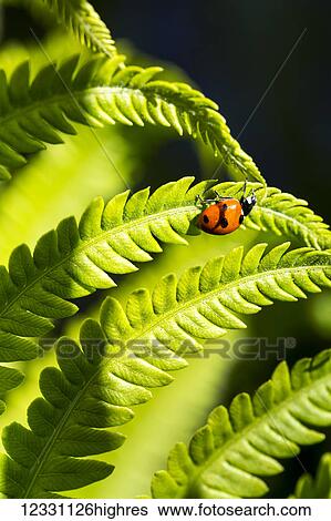 Stock Photograph - Animals. Fotosearch