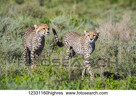 Stock Photograph - Animals. Fotosearch