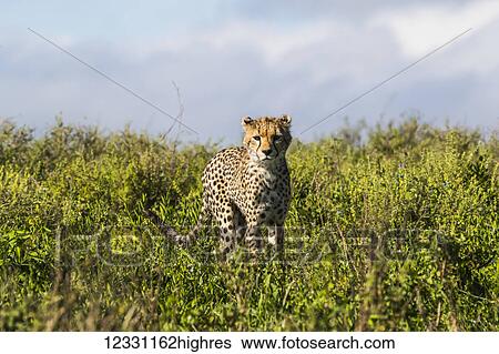 Animals View Large Photo Image Stock Photograph - Animals. Fotosearch
