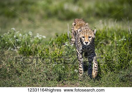Stock Photograph - Animals. Fotosearch