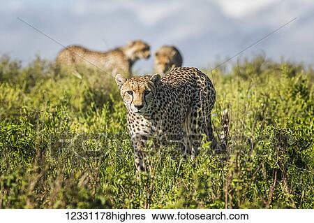 Animals View Large Photo Image Stock Photograph - Animals. Fotosearch