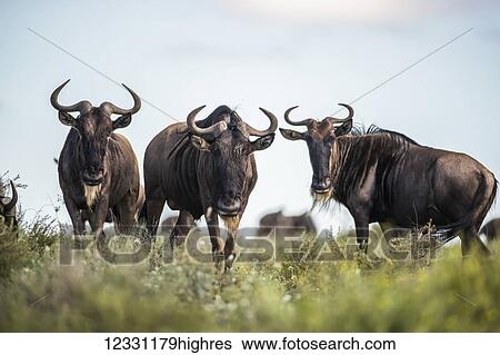 Stock Photograph - Animals. Fotosearch