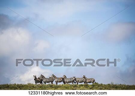 Stock Photograph - Animals. Fotosearch