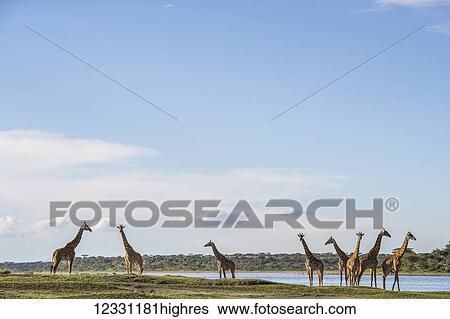 Stock Photograph - Animals. Fotosearch