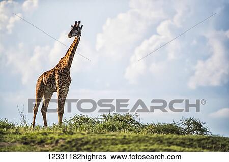 Stock Photograph - Animals. Fotosearch