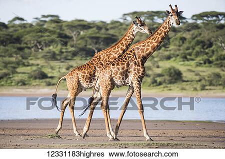 Animals View Large Photo Image Stock Photograph - Animals. Fotosearch