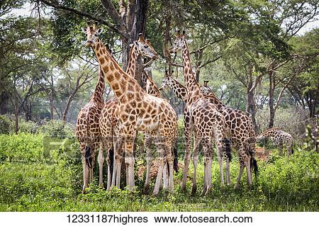 Animals View Large Photo Image Stock Photograph - Animals. Fotosearch