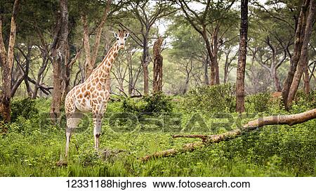Stock Photograph - Animals. Fotosearch