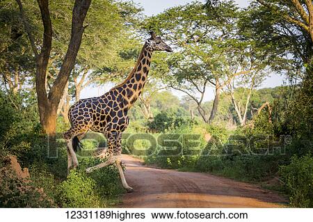 Stock Photograph - Animals. Fotosearch