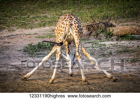 Stock Photograph - Animals. Fotosearch