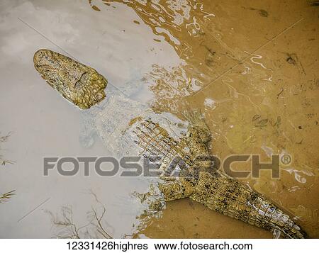 Animals View Large Photo Image Stock Photograph - Animals. Fotosearch
