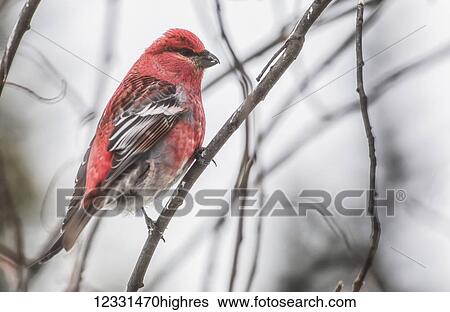 Animals View Large Photo Image Stock Photograph - Animals. Fotosearch