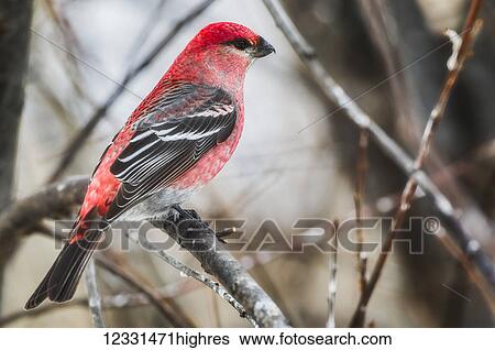 Stock Photograph - Animals. Fotosearch