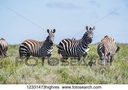 Animals View Large Photo Image Stock Photograph - Animals. Fotosearch