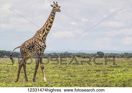 Animals View Large Photo Image Stock Photograph - Animals. Fotosearch