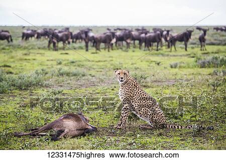 Stock Photograph - Animals. Fotosearch